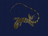 藏品(斯文豪氏攀蜥)的圖片